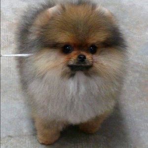 Meet your Posher, Jamie